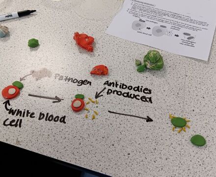 Y10science (4)