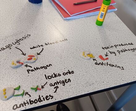 Y10science (1)