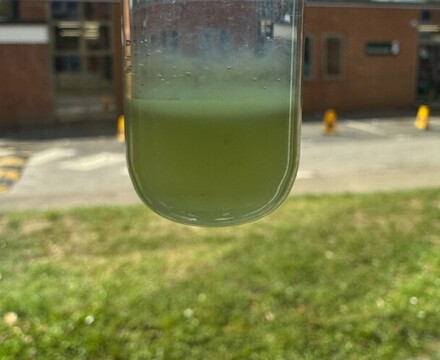 Science   Kiwi DNA (3)