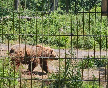 17368b1f 1955 4f03 88ad 608d08238b4e