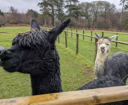 PXL 20260125 102149925.MP